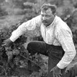 William Bridgman tending his vines